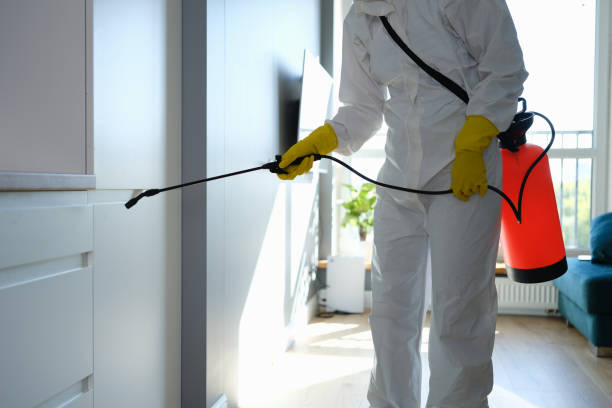 Best Attic Mold Remediation in Greenup, IL