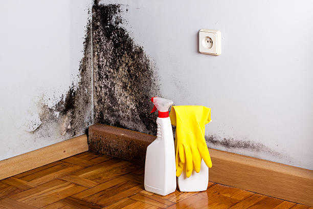 Best Kitchen Mold Remediation in Greenup, IL
