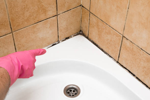 Best Crawl Space Mold Remediation in Greenup, IL